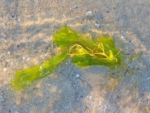 Lohnt sich Creme de la Mer