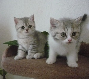 Anforderungen der Katzen