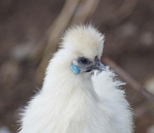 Lohnt sich der Aufwand für die Hühnerhaltung