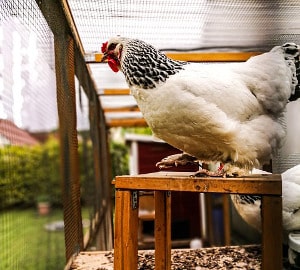 Vorschriften bei Haltung von Hühnern